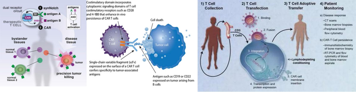 Trajtimi CAR-T për kancerin5