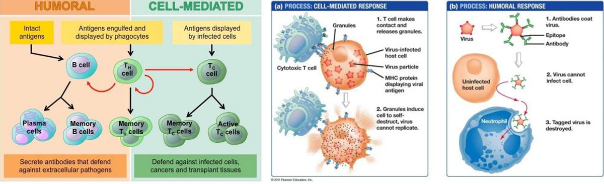 CAR-T Treatment for Cancer3