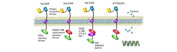 CAR-T Treatment for Cancer6