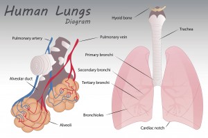 Lungs