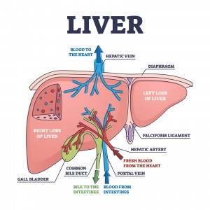 Liver