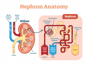 nephron